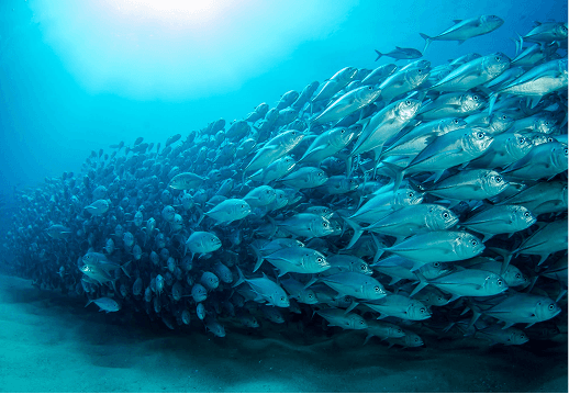 EveryFish Stakeholders image