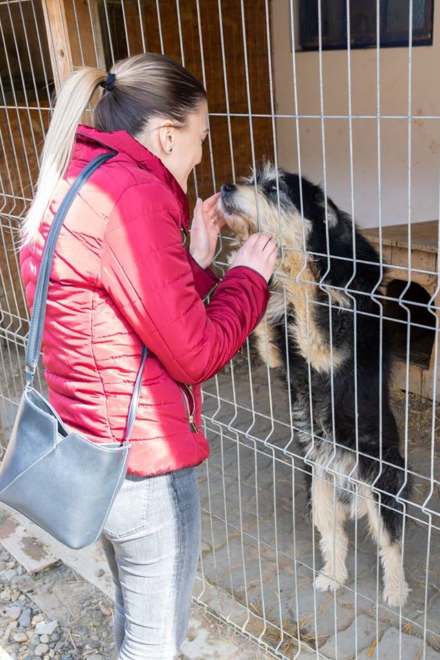 ASSIST Raised Funds to Support “Casa lui Patrocle” Animal Shelter | ASSIST  Software Romania